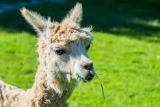 alpaca